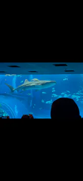 沖縄美ら海水族館に投稿された画像（2026/7/29）