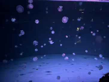 京都水族館に投稿された画像（2026/7/29）