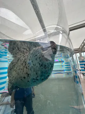 京都水族館に投稿された画像（2026/7/29）