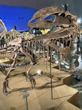 福井県立恐竜博物館に投稿された画像（2026/7/29）