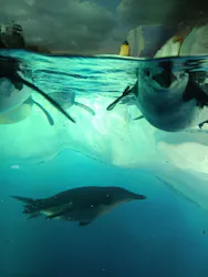 名古屋港水族館に投稿された画像（2026/7/29）