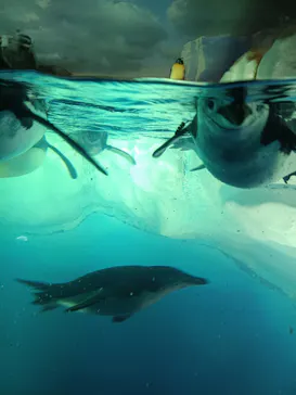 名古屋港水族館に投稿された画像（2026/7/29）