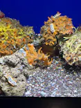 サンシャイン水族館に投稿された画像（2026/7/29）