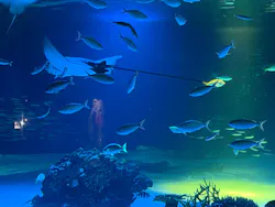 サンシャイン水族館に投稿された画像（2026/7/29）