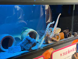 サンシャイン水族館に投稿された画像（2026/7/29）