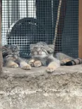 神戸どうぶつ王国に投稿された画像（2026/7/29）