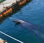うみたま体験パーク 「つくみイルカ島」に投稿された画像（2026/7/29）