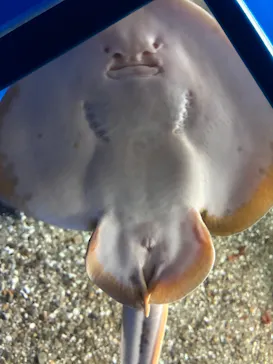 名古屋港水族館に投稿された画像（2026/7/29）