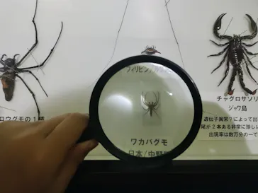 渋谷昆虫探検隊に投稿された画像（2026/7/29）