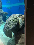 名古屋港水族館に投稿された画像（2026/7/30）
