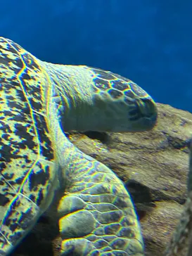 名古屋港水族館に投稿された画像（2026/7/29）