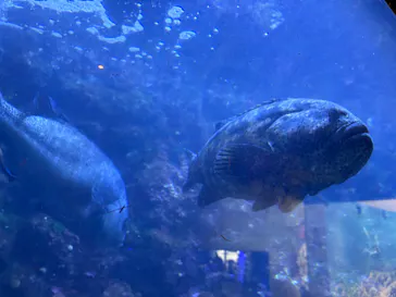 串本海中公園水族館に投稿された画像（2026/7/29）