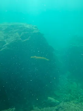 串本海中公園水族館に投稿された画像（2026/7/29）