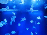 サンシャイン水族館に投稿された画像（2026/7/30）