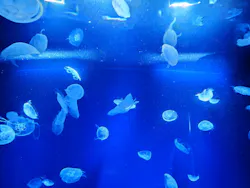 サンシャイン水族館に投稿された画像（2026/7/29）