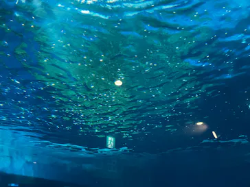 しながわ水族館に投稿された画像（2026/7/30）