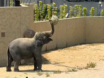 天王寺動物園に投稿された画像（2026/7/30）