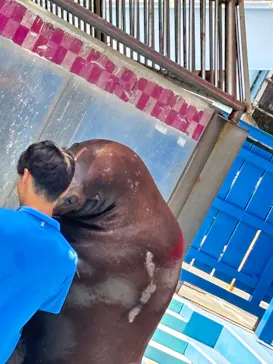ゼロ距離水族館 伊勢シーパラダイスに投稿された画像（2026/7/30）