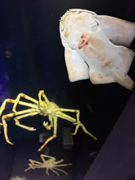 竹島水族館に投稿された画像（2026/7/30）