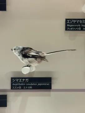 国立科学博物館に投稿された画像（2026/7/30）