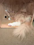 猫カフェモカ　池袋東口店に投稿された画像（2026/7/30）