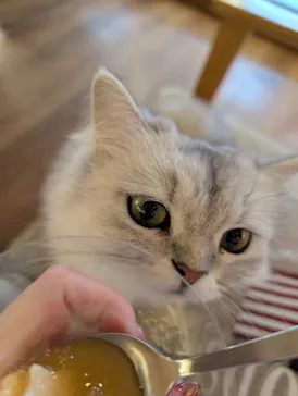 猫カフェモカ　池袋東口店に投稿された画像（2026/7/30）