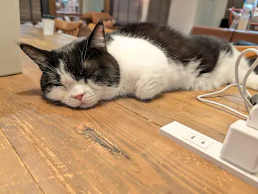 猫カフェモカ　池袋東口店に投稿された画像（2026/7/30）