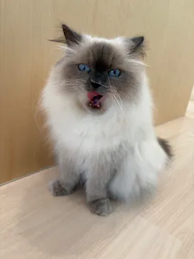 Cat Café MOFF グランベリーパーク店に投稿された画像（2026/7/30）