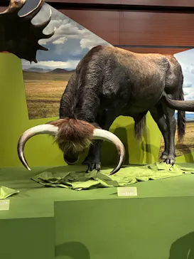 特別展「氷河期展　人類が見た４万年前の世界」（福岡会場）に投稿された画像（2026/7/30）