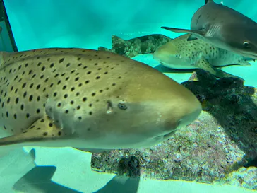 アクアワールド茨城県大洗水族館に投稿された画像（2026/7/30）