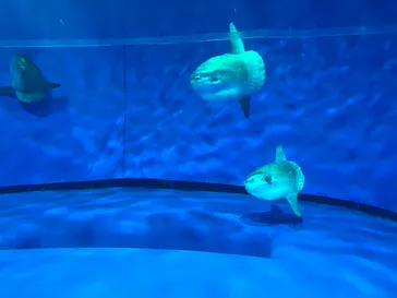 アクアワールド茨城県大洗水族館に投稿された画像（2026/7/30）