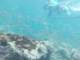ヘイズダイブに投稿された画像（2026/7/30）