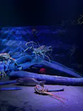 竹島水族館に投稿された画像（2026/7/30）