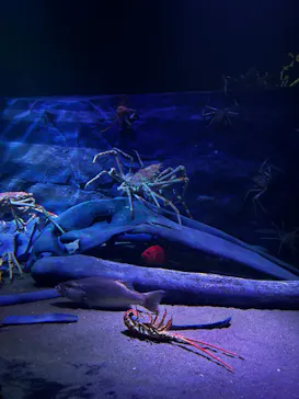 竹島水族館に投稿された画像（2026/7/30）