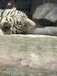 東武動物公園に投稿された画像（2026/7/30）