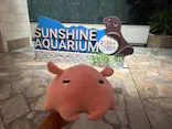 サンシャイン水族館に投稿された画像（2026/7/30）