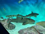 アクアワールド茨城県大洗水族館に投稿された画像（2026/7/30）