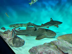 アクアワールド茨城県大洗水族館に投稿された画像（2026/7/30）