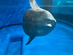 アクアワールド茨城県大洗水族館に投稿された画像（2026/7/30）