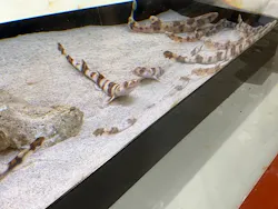アクアワールド茨城県大洗水族館に投稿された画像（2026/7/30）