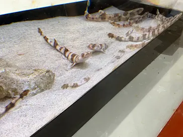アクアワールド茨城県大洗水族館に投稿された画像（2026/7/30）