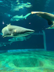 アクアワールド茨城県大洗水族館に投稿された画像（2026/7/30）