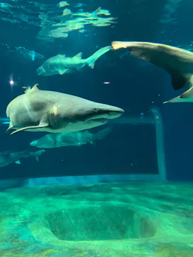 アクアワールド茨城県大洗水族館に投稿された画像（2026/7/30）