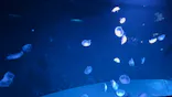 サンシャイン水族館に投稿された画像（2026/7/30）