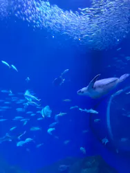 アクアワールド茨城県大洗水族館に投稿された画像（2026/7/30）