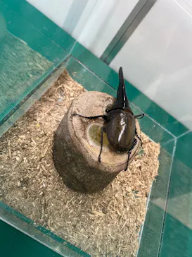 夏休み！ふれあい昆虫ランドに投稿された画像（2026/7/30）