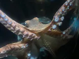 サンシャイン水族館に投稿された画像（2026/7/31）