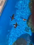 アクアワールド茨城県大洗水族館に投稿された画像（2026/7/31）