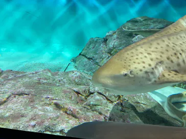 アクアワールド茨城県大洗水族館に投稿された画像（2026/7/30）