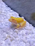 世界淡水魚園水族館　アクア・トトぎふに投稿された画像（2026/7/31）